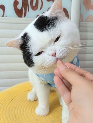#也太可爱了吧 #吃货猫