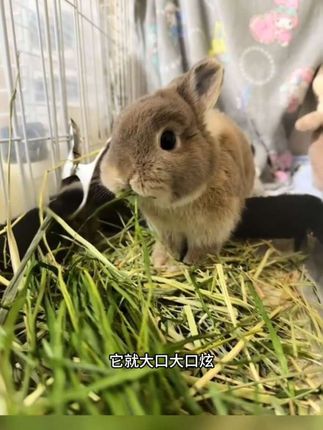 这个燕麦草的活动又来了,拍同款1kg规格,还有草饼送#兔子#小兔子#小兔兔🐰 #宠物出道计划 #养兔子#兔笼 #萌宠出道计划