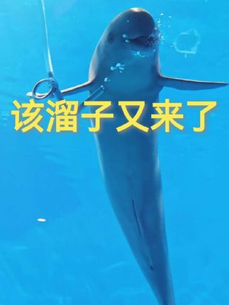 淘气的该溜子😅😅😅#海洋馆打卡 #海洋生物 #强烈推荐