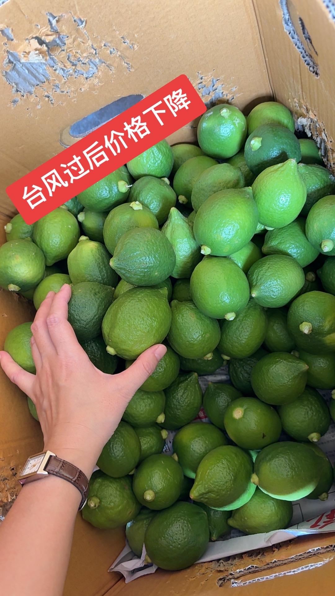 台风过后广东香水柠檬价格下降两三天