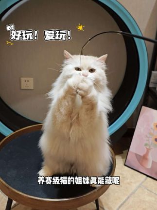 CFA赛级逗猫棒!结实耐用又划算,#逗猫棒 #猫玩具 #养猫的乐趣 #赛级逗猫棒