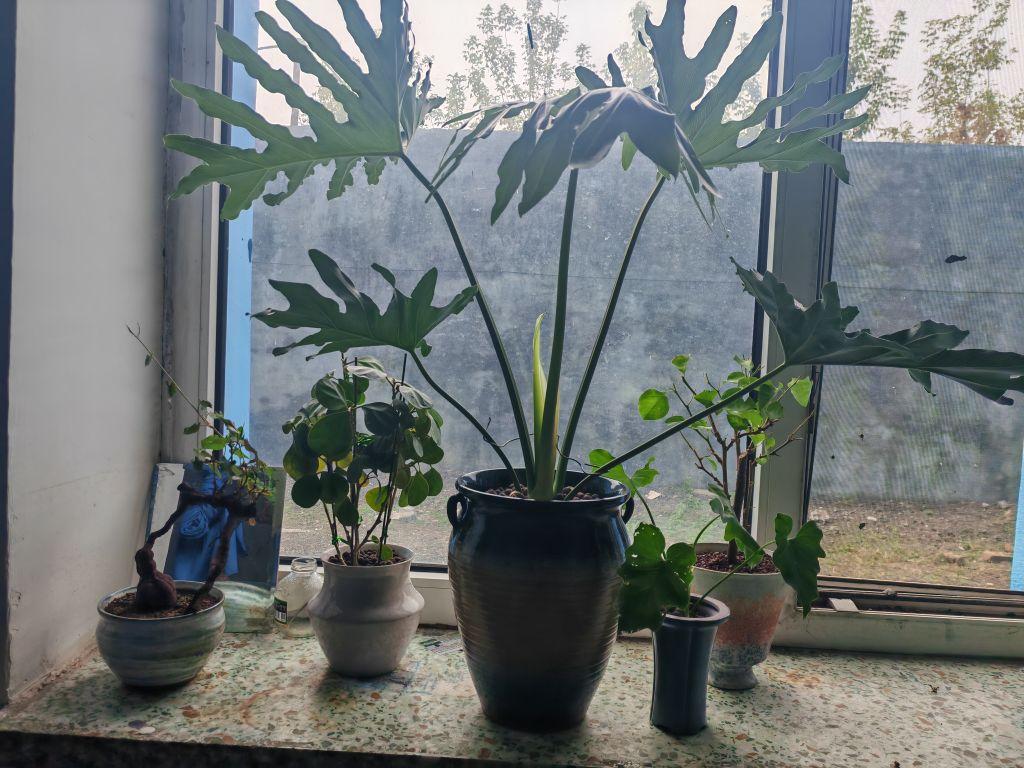 款式外观:外表非常漂亮 尺寸大小:尺寸大小和直播间报的一样 质量非常棒,去花店移盆花店姐都夸 非常厚实#我在抖音买买买