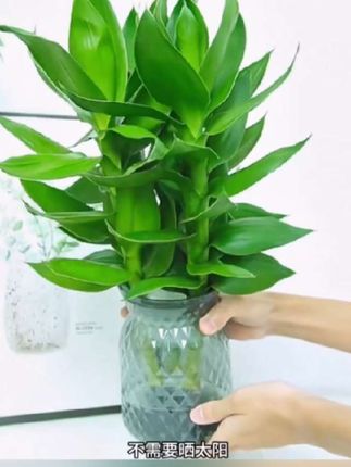 水培观音竹、寓意美好,而且净卫生#观音竹 #花卉绿植 #夏日趣玩