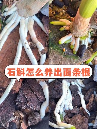 大面条根,才是石斛最健康,活力度最高的根系状态。#石斛兰 #秋石斛 #石斛养护 #好看的花一定要分享给你 #花卉绿植