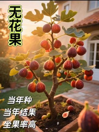 #无花果#波姬红特大无花果#香甜软糯 口口爆汁#当年种当年结果 #坐果率 非常高  适合庭院种植