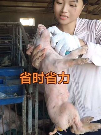 产房小猪抢不上奶的出现黄的白的,直接中药灌服好用实惠#养猪人加油干 #养猪人不容易 #所有养猪人 #农村创业养殖 #养猪人的日常生活 @DOU+上热门 @抖音小助手