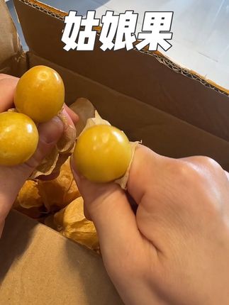 这个姑娘果真的特别耐高温,放在快递站三天没去拿,居然都还很新鲜,吃起来奶香奶香的,纯甜无酸,脆甜多汁,没尝过的一定要尝尝!#应季水果 #姑娘果 #优质农产品 #纯甜无酸