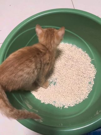 猫砂猫咪最爱#猫砂