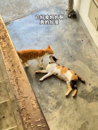 流浪猫妈妈从此有了两个家…… 楼上楼下随它选 大门开着 它们也不会往外跑 一个想着妈妈 一个想着孩子们……#关爱流浪动物