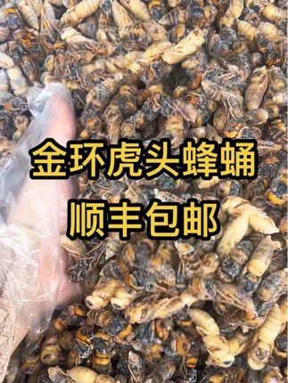 新到金环虎头蜂四级蛹,质量看的见,可以放心来拍#蜂蛹美食 #蜂蛹的营养与价值