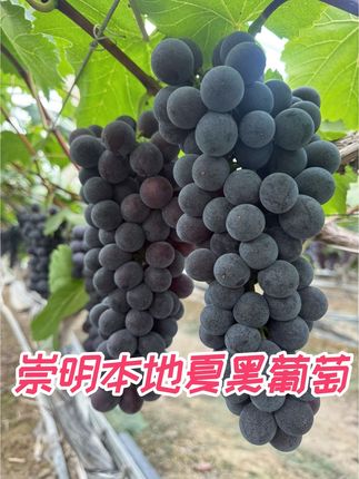 今日夏黑,葡萄变炸弹,甜蜜又疯狂!#优质农产品 #葡萄🍇