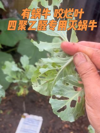 蜗牛🐌鼻涕虫、福寿螺、软体虫专用杀虫剂#蜗牛防治 #蜗牛类 #四聚乙醛颗粒剂