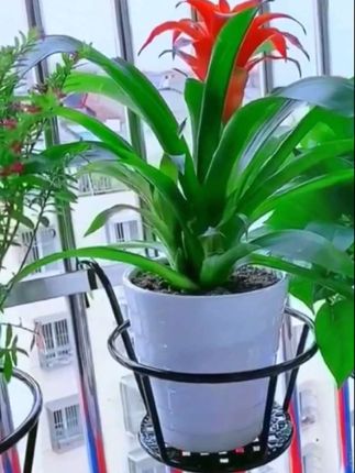 #阳台铁艺花盆架#花盆架 #结实耐用#美观实用#超便宜超划算