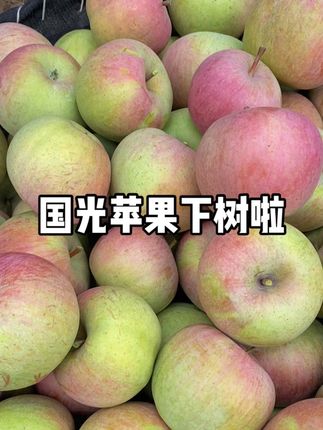 #国光苹果 #原创视频 #新鲜采摘 #好店推荐 #原产地 国光苹果发货啦!
