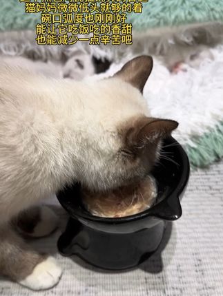 实用还对猫咪友好的猫碗真的很重要,我选了好久才入了这个黑白陶瓷猫碗,真的好适合我家猫妈妈#猫碗 #养猫人 #暹罗猫 #萌宠好物