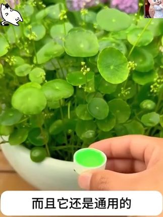 #穿搭 #显瘦穿搭 #小个子穿搭 #夏季穿搭 #裤子