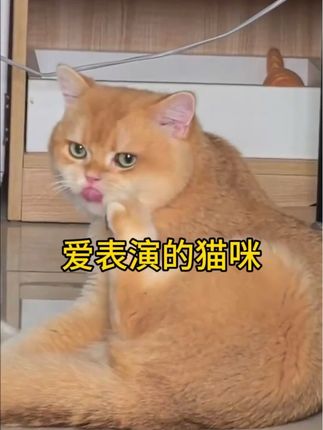 二咪子一听说点赞赞还转个不停了 #萌宠成精了 #萌宠出道计划 #搞笑萌宠 #猫咪的迷惑行为 #戏精猫