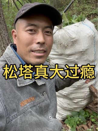 又是收获满满的一天,今天松塔打得真过瘾,这塔子又大又好。 #我的乡村生活 #原创视频