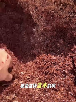 不知道说啥了!#稻壳 #发酵稻壳 #腐熟稻壳 #发酵稻壳改良土壤 #种植小技巧