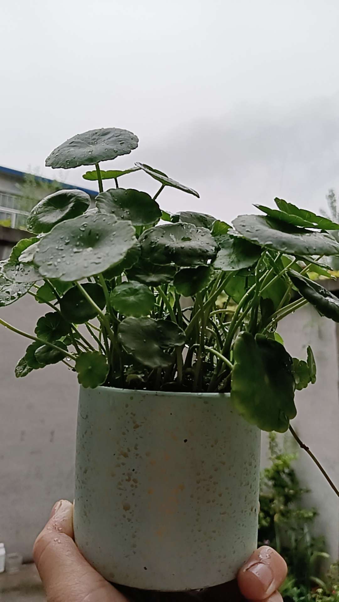 听说能把这个养死的都是高手,把你家的发出来我看看,#爱生活爱养花 #绿植 #铜钱草#原创视频