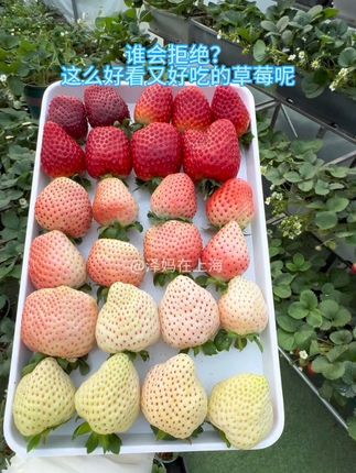 谁会拒绝?这么好看又好吃的草莓呢!#草莓#草莓盆栽#草莓种植#阳台小院均可种植 #种植小技巧