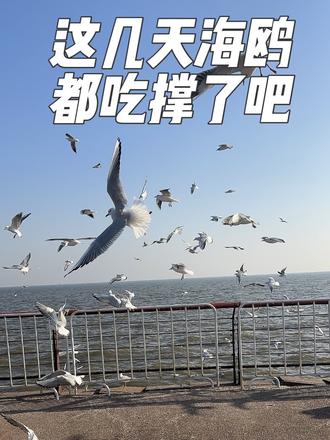 送完孩子的整个上午,原来可以这样度过,看海鸥吧! 天津滨海新区东疆亲海音乐广场看海鸥了#心动乐园 #真实生活分享官 #记录真实生活 #真实生活分享计划 #DOU来这里过元旦