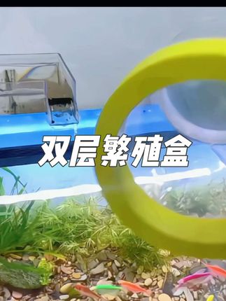 孔雀鱼生小鱼时就怕边生边吃,用它#双层繁殖盒#隔离盒#养鱼日记