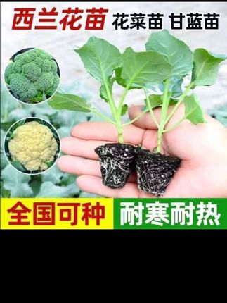 西兰花苗,喜欢吃西兰花的朋友们可以在家种点西兰花苗,花菜菜苗,现在是种植时期#在抖音入手的好东西