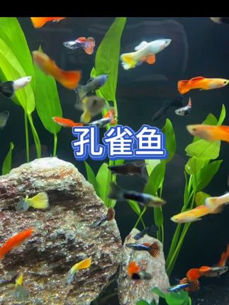 新手养鱼别纠结!孔雀鱼是“入门天花板”,不挑水质、不费设备,还能自己繁殖小鱼苗。看着一群“小彩虹”在水里游,连桌面都变得鲜活起来~#新手养鱼 #孔雀鱼 #治愈系鱼缸 #鱼缸里的大自然 #养鱼日记