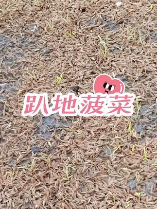 我都是自用的,才和大家分享,给你们看看我的菠菜吧#趴地菠菜种子 #趴地菠菜