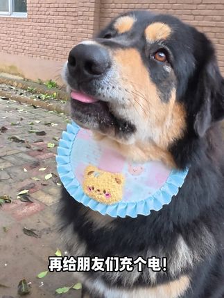 为零食心碎的铁蛋~ 再让两只猛犬再给朋友们萌一个!狗尾巴真好玩哈哈哈哈有和我一样喜欢玩狗尾巴的吗! #蒙古獒 #大型犬的温柔 #狗狗的迷惑行为 #猛犬 #家有傻狗
