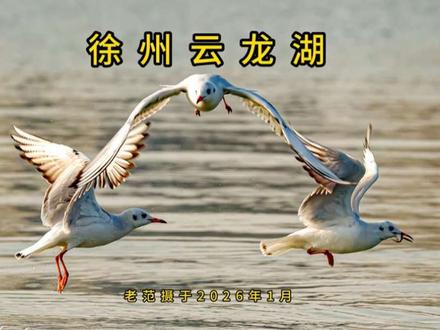 云龙湖的鸥鸟 每年10月底到次年3月初大批鸥鸟,都会从遥远的西伯利亚迁徙到徐州云龙湖越冬。早在2006年11月底在徐州发现【翅旗编号:AD81】的鸥鸟,是德国鸟类研究专家安德烈布赫海姆当年亲手为它标记翅旗,并在哈尔乌苏湖畔放飞,还有带有残疾的AN92,不过最近几年看不到了。