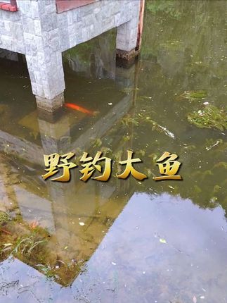 同城热点#原创视频 #上热搜  #户外 #我的乡村生活 #纪录美好生活 钓鱼佬遇到的那些绝美风景