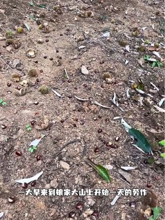 作为地地道道迁西人,每年都会体会栗农的辛苦,来看看我们劳作的一天吧 #栗农真不容易啊 #板栗#迁西板栗批发