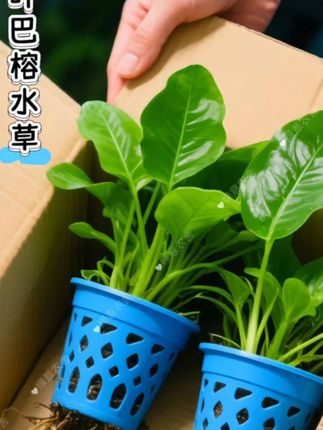 新手入门懒人水草 大叶巴榕水草 #养鱼日记 #鱼缸里的大自然 #观赏鱼 #鱼儿自由自在的水中游 #生态缸水草