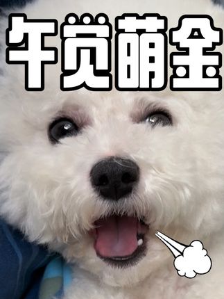 午觉睡醒我又是一条好金!#比熊 #小狗🐶 #萌宠计划 #家有狗精 #毛茸茸