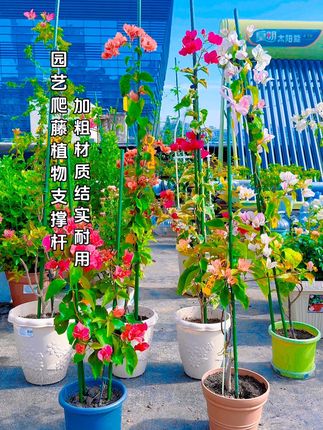 楼顶花园爬藤架庭院植物三角梅豆角黄瓜爬藤杆牵引固定包塑钢管园艺支架#三角梅支撑杆 #支撑杆 #支撑架 #花卉绿植 #自用好物分享