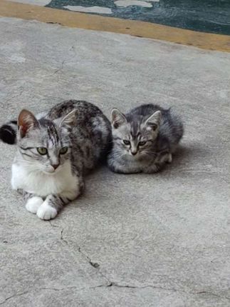 可爱小猫咪。