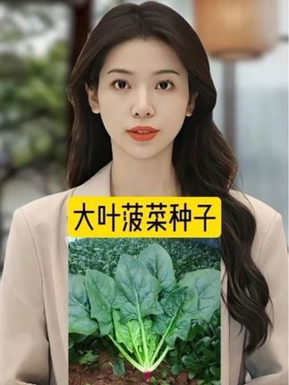 #菠菜种子#菠菜种植#在家种菜#蔬菜种子#在抖音入手的好东西