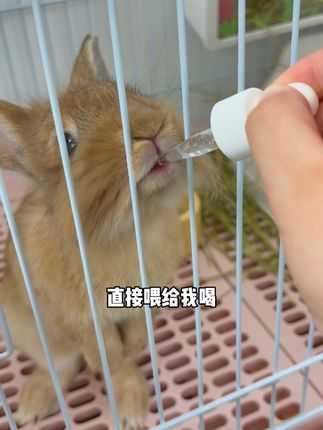 铲屎的一定要注意了!如果兔兔总是抓挠啃咬或者排泄异常,那就是要给兔兔驱虫了!#新手养兔子 #养兔注意事项