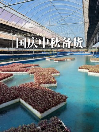 国庆中秋备货紧张进行中!! #农业种植 #三农 #种植基地 #乡村振兴dou行动 #现代农业
