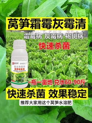 现在是莴笋病害高发期。我们要提前做好防护措施。推荐这款#莴笋水溶肥 #莴笋种植 #莴笋 #农业种植 #病害防治