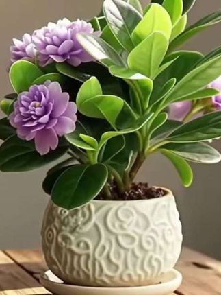 #喜欢养花的朋友们注意了,这种开花像牡丹一样漂亮的碧玉,你一定得入手一盆,它不仅花量大、花期长,而且特别耐寒,不管是南方还是北方都能养活,放在家里还能让整个家都香香的。@DOU+上热门
