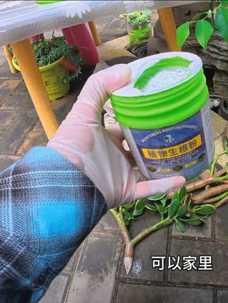 生根粉,家里各种扦插植物可以繁殖起来了 #花卉植物 #多肉 #多肉养护#多肉