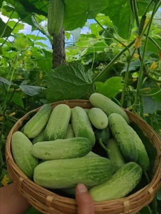 高山露天种植老品种黄瓜,又脆又甜,小时候的味道#优质农产品 #新鲜农产品 #黄瓜