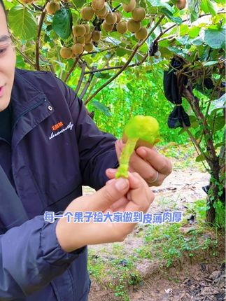 陕西眉县的徐香猕猴桃酸甜刚刚好,九月份十月份,正是吃猕猴桃的季节,应季鲜果,产地直发#猕猴桃 #徐香猕猴桃 #眉县猕猴桃