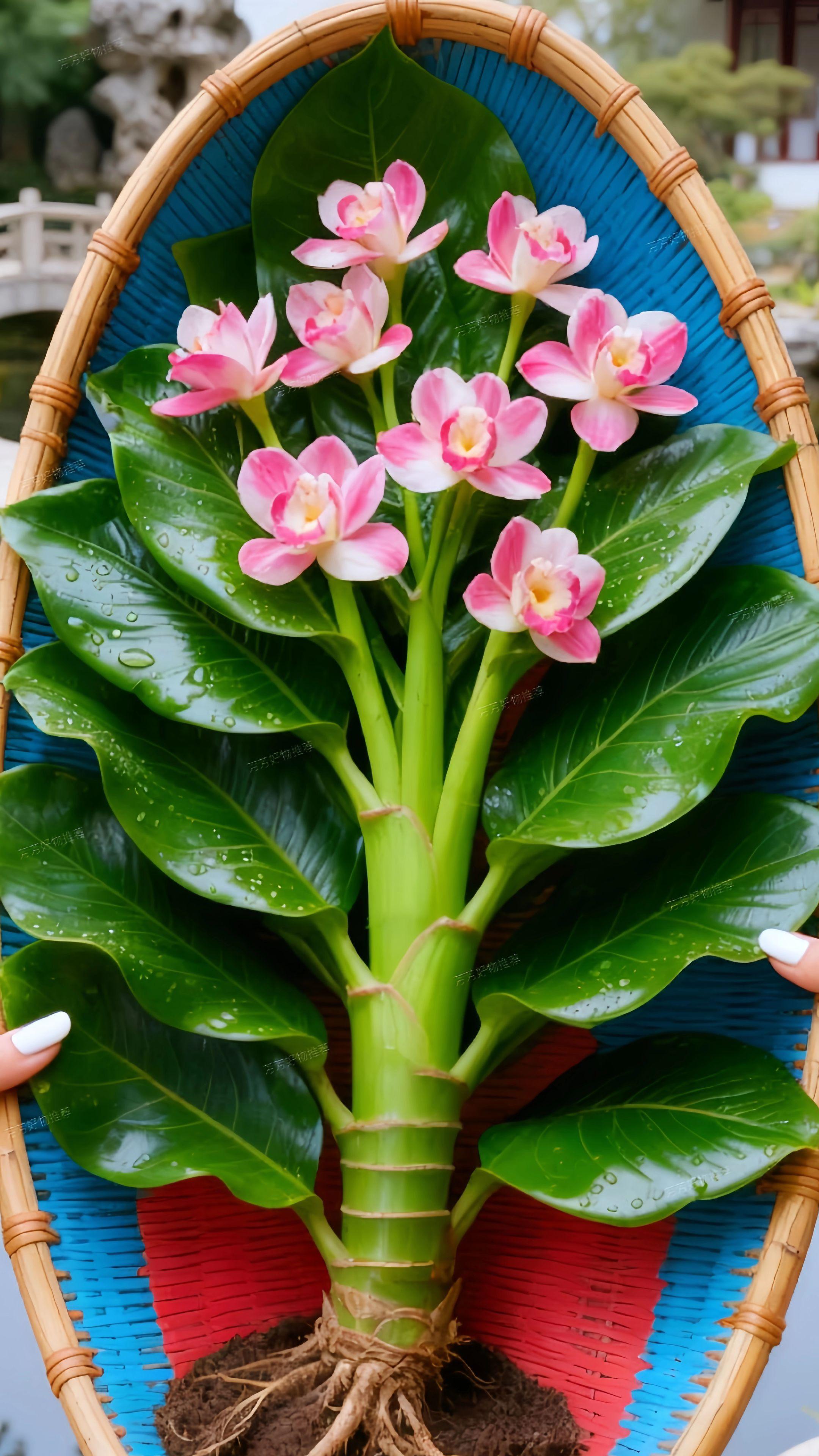 #大叶金钻绿公主 #金钻绿公主 #花卉绿植 #好物推荐 #爱生活爱养花 @DOU+小助手 @DOU+上热门