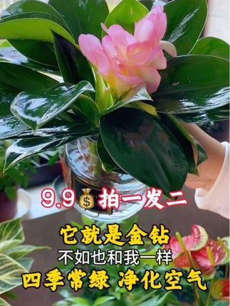 金钻盆栽9块9发2盆 #大叶金钻绿植 #室内盆栽
