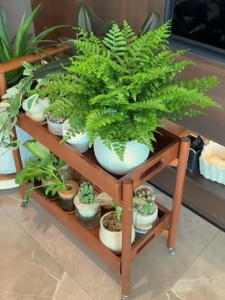 吉姆蕨植物水培植物懒人耐阴耐旱蕨类观叶室内盆栽#适合室内养的绿植 #蕨类植物盆景花盆 #水培植物@巨量千川