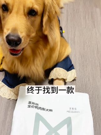 养狗人有换粮的想法的!真的可以试试这个美斯蓓,我家狗子越来越好了#金毛 #养狗人 #狗粮 #泪痕 #家有馋狗